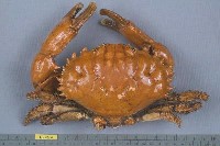 燦爛滑面蟹藏品圖，第1張